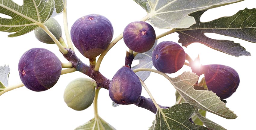 Owoce drzewa figowego